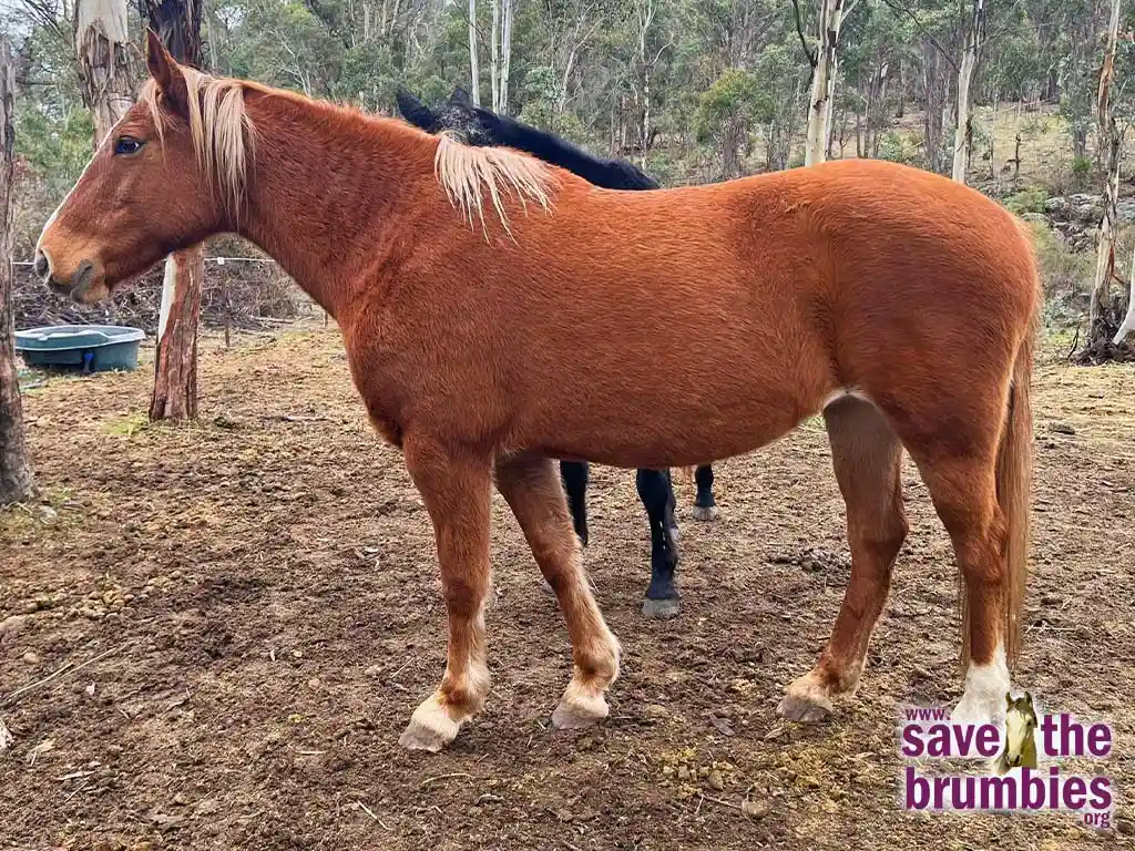 STB Brandy